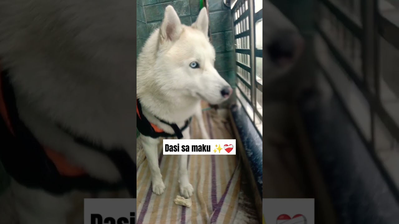 Dasi sa maku ✨❤️‍🩹 
