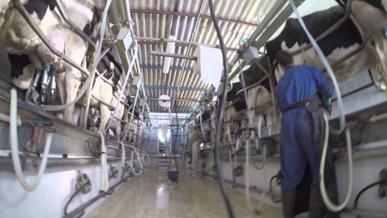 Sala de ordeño de vacas de leche,Los Pedroches- Andalucia