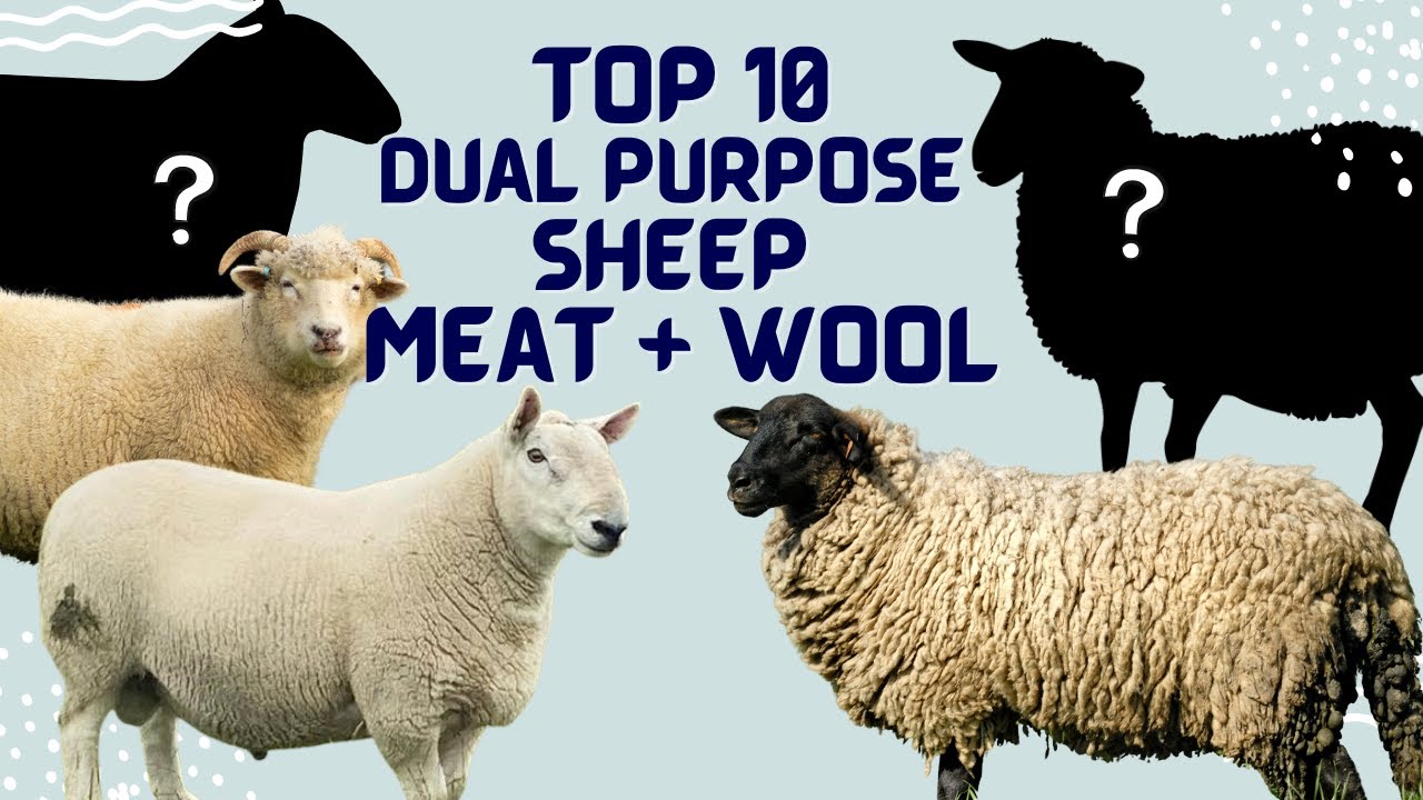 Top 10 Dual Purpose Sheep: Meat + Wool