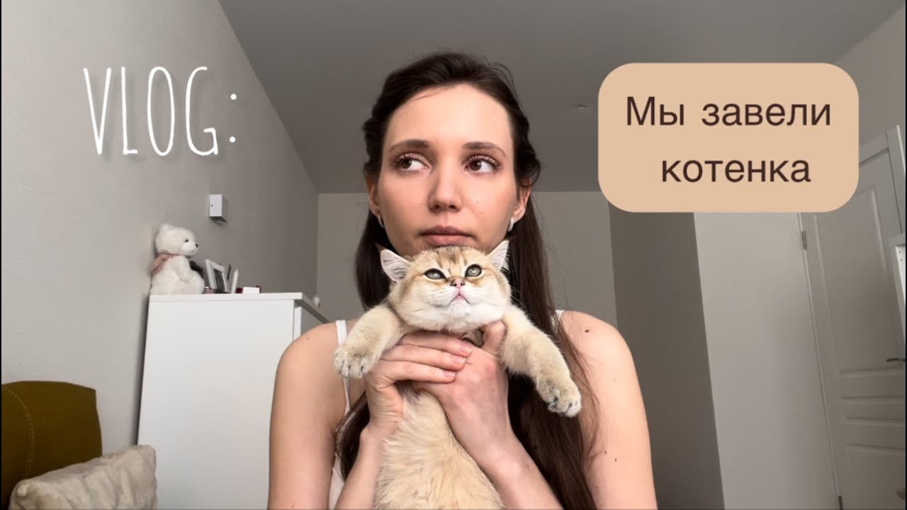 VLOG#1: знакомство, золотая шиншилла, обман при покупке, жизнь с котенком