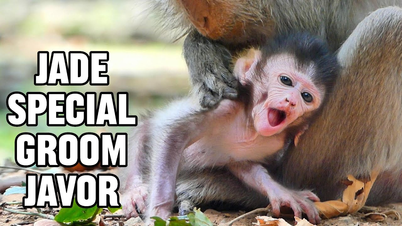 Javor Enjoys Special Grooming from Mom, |smsrmedia1540