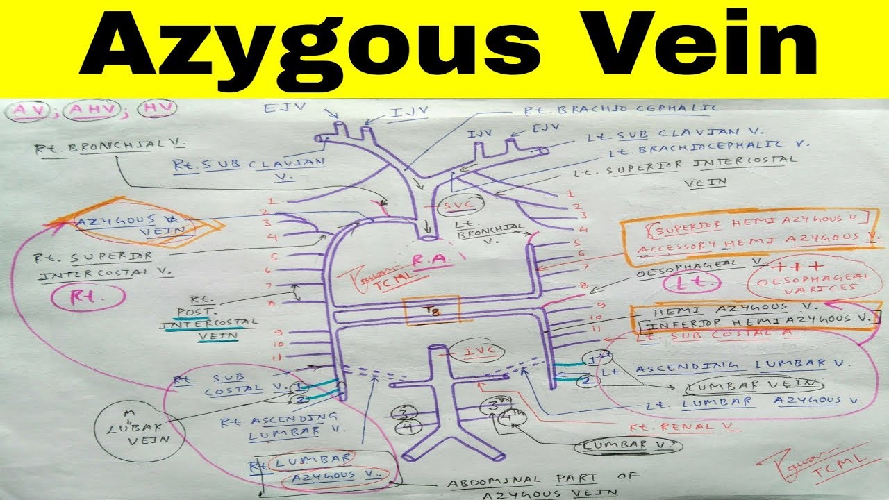 Azygous, Accessory Hemi Azygous, Hemi Azygous Vein | Part 1 | The Charsi of Medical Literature