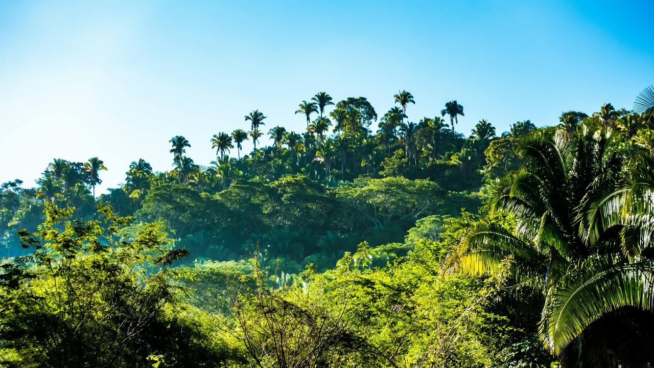 Sonidos de la selva tropical 🌿 | Concentraci&oacute;n profunda sin distracciones