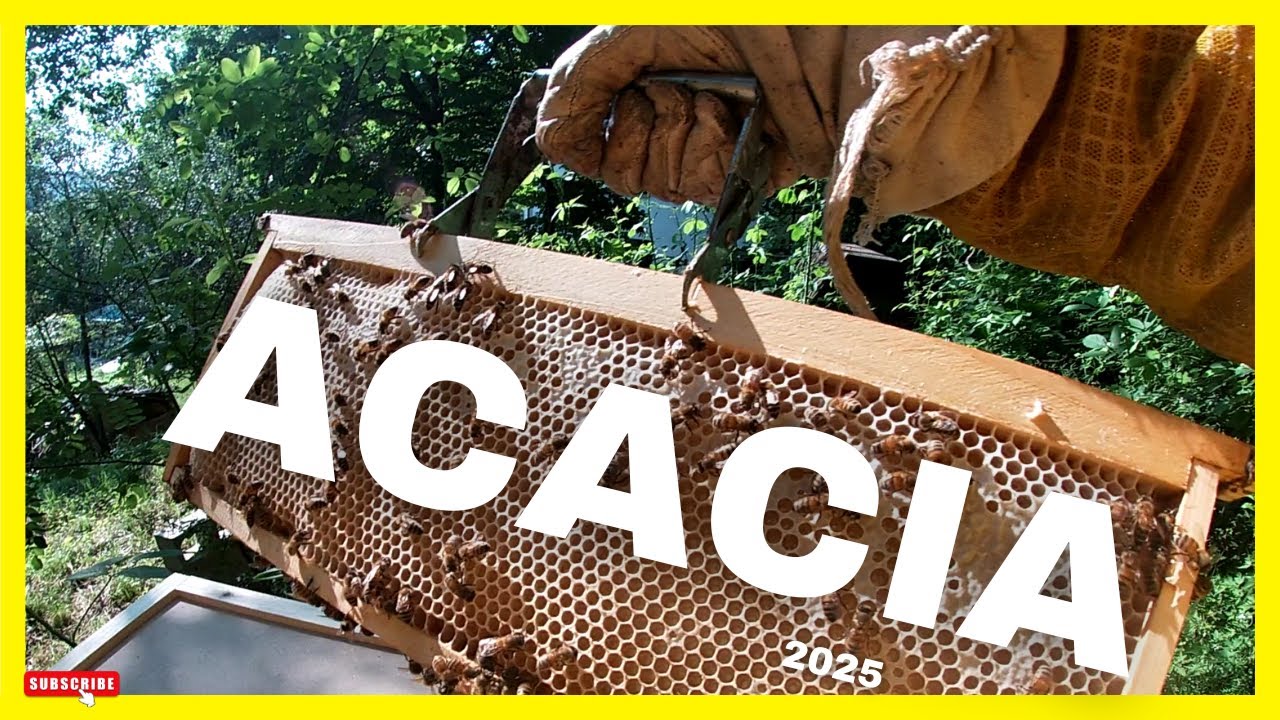 Apicoltura || ACACIA 2025