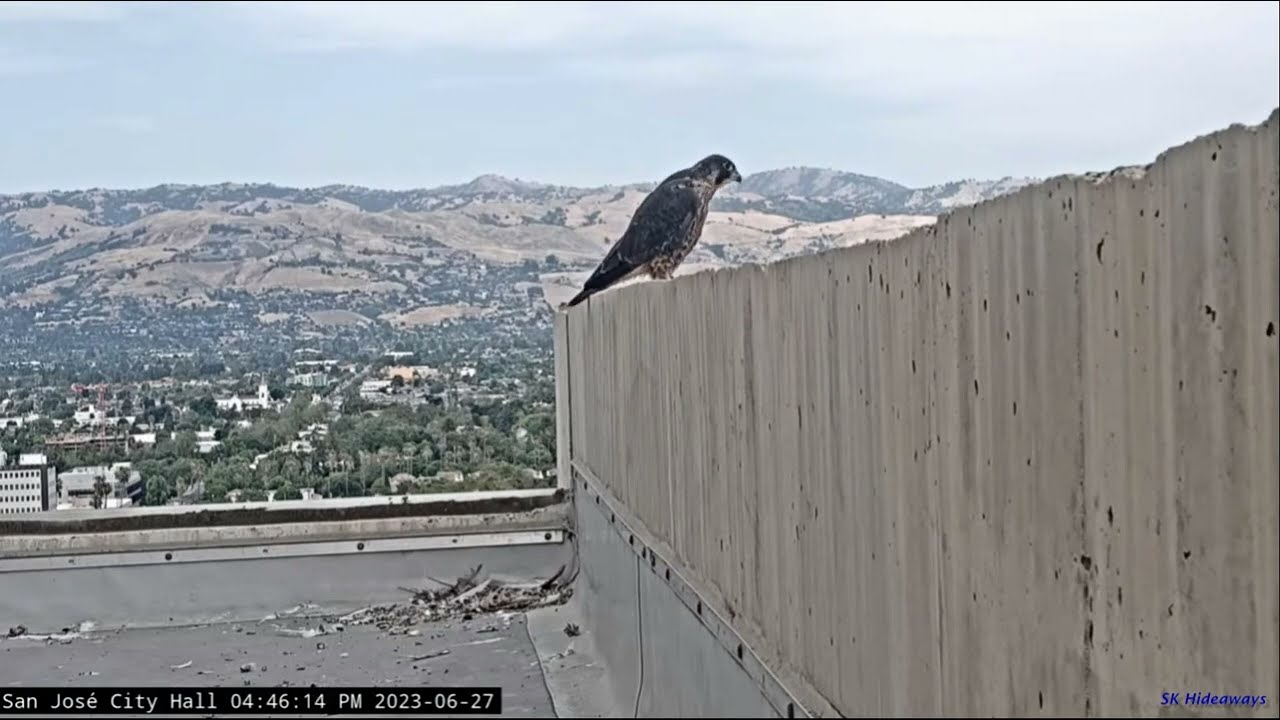 San Jose City Hall Falcons: Soledad takes next step toward fledging ~ the upper ledge 🏁 2023 Jun 27