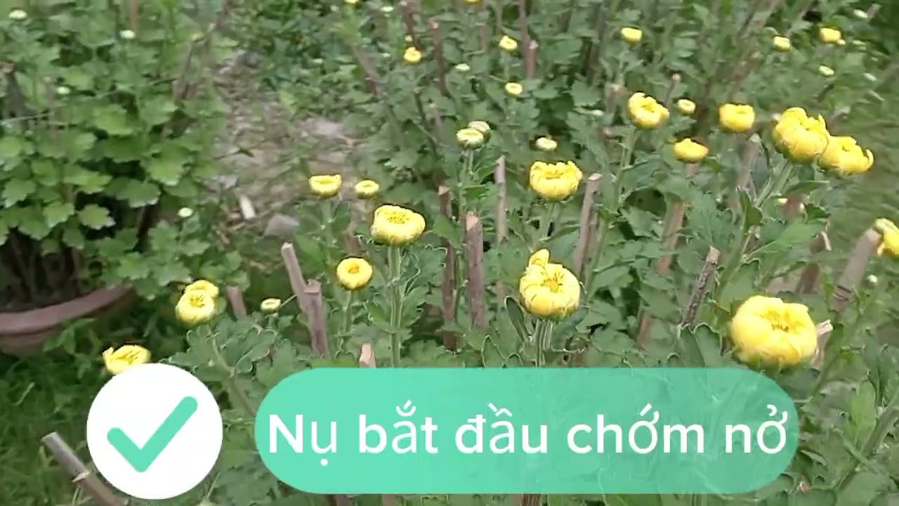 Hành trình trồng hoa cúc Tết 2026@BìnhĐoàn-u4w 