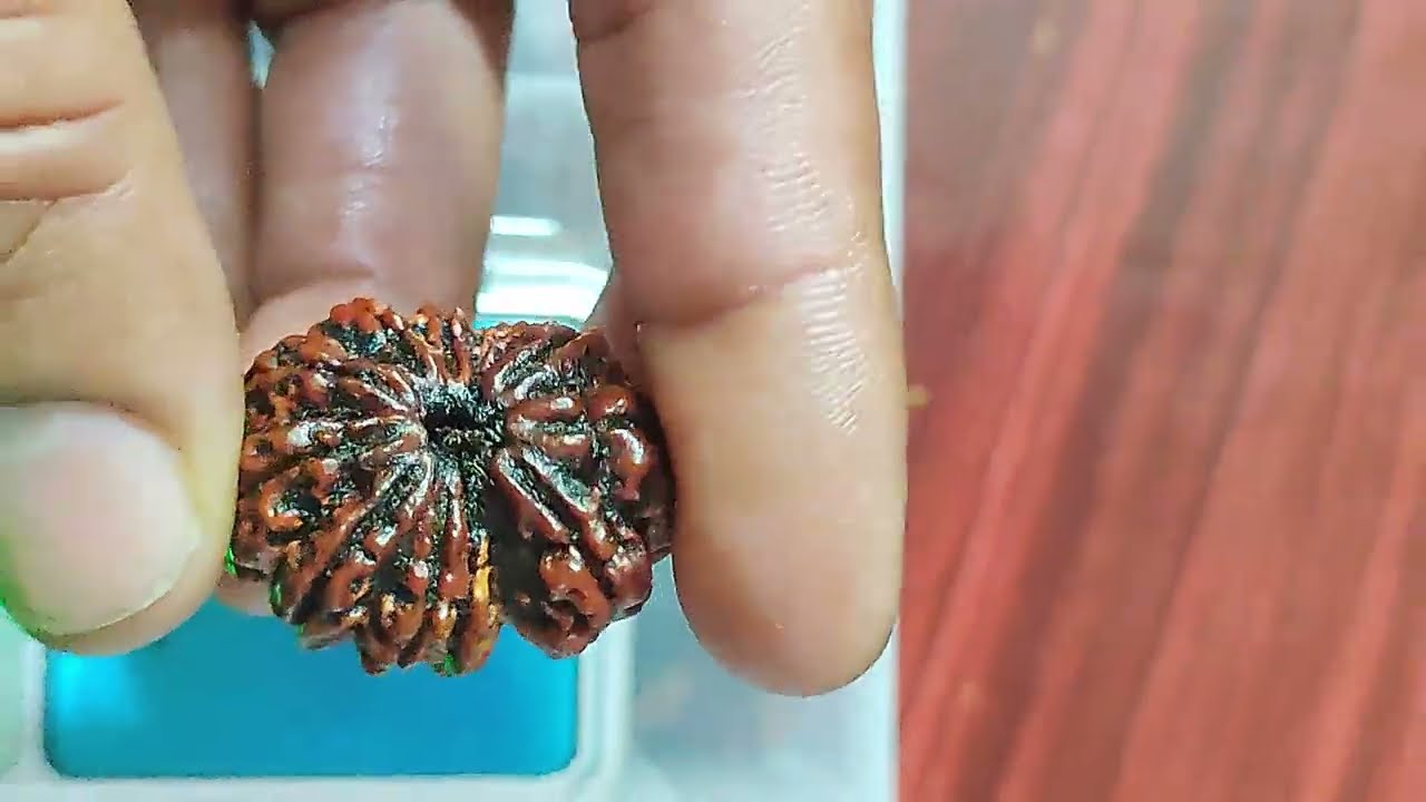 10 Mukhi Rudraksha 8GRMS + Rudraksha Price in Nepal,10 Face #Rudraksha,  @Rudraksha-Rudraksha