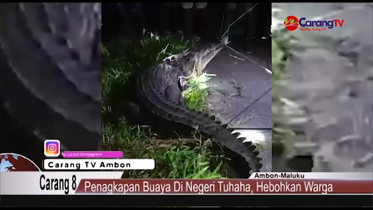 Penangkapan Buaya Di Negeri Tuhaha, Hebohkan Warga
