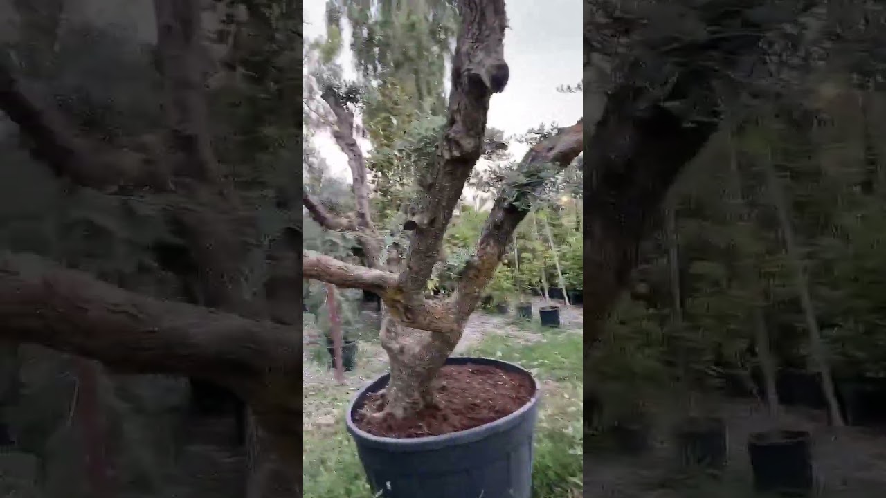 نرخی یەک دار زەیتوون بە چەندە؟ ئەوانەی عەفرین دەبێت هەموویان بە چەند بخەمڵێنرێت؟