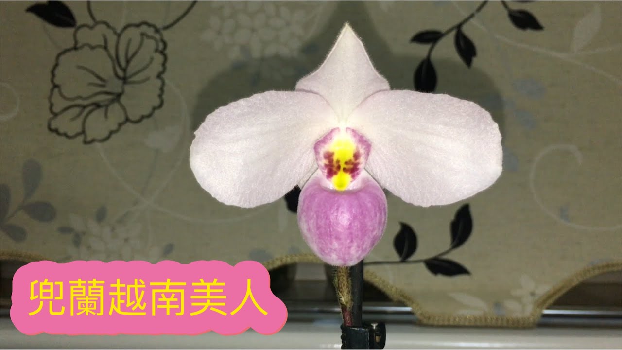 美得像小白兔一樣可愛的（兜蘭越南美人 Paphiopedilum delenatii)6-1-2021）