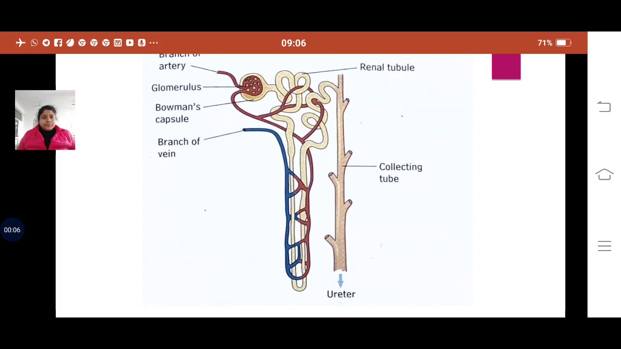 NEPHRON - THE STRUCTURAL AND FUNCTIONAL UNIT OF LIFE