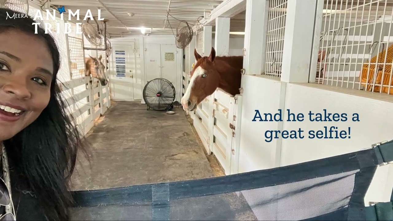 Elvis and His Love For Animals (Segment 1) House of the Rising Sun