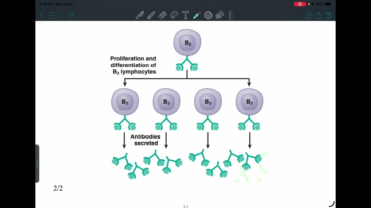 HLS: Physiology 4