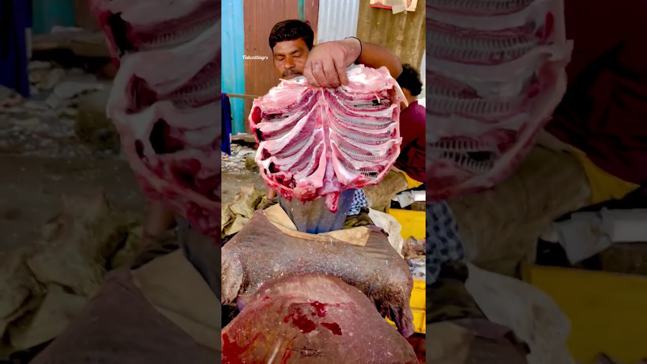 Thirukkai Meen cutting video/fishcuttingrs#fish #kasimedu #fishcuttingrs