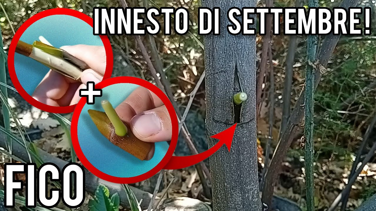 Innestare il fico: a settembre, prova l'innesto a 