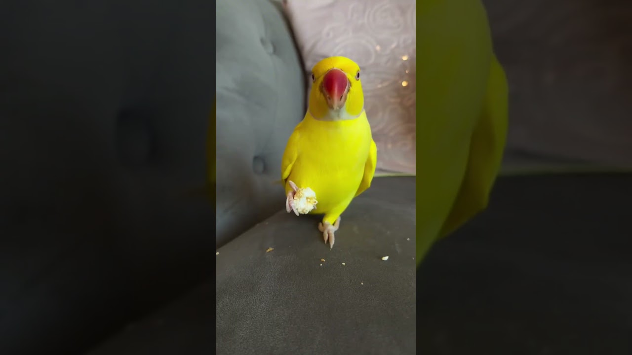 Birds are so smart part 220 