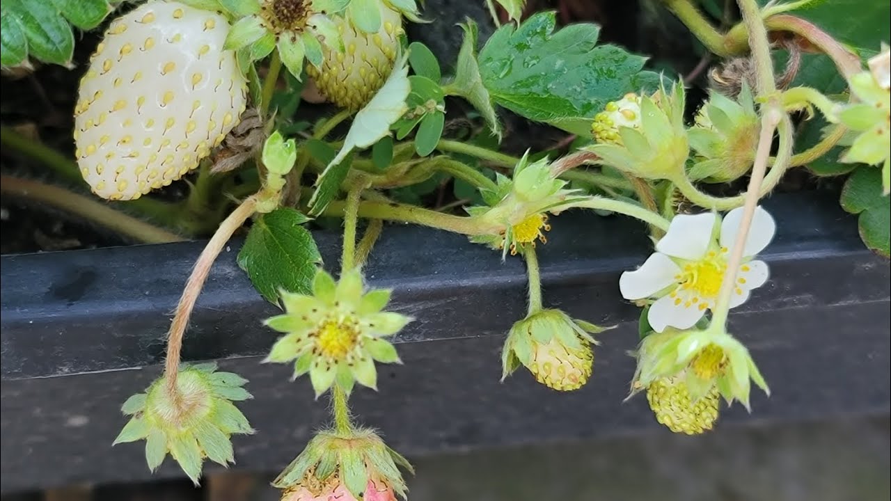 DÂU TÂY TRÁI SUM XUÊ, LÁ XANH MƯỚT GIỮA MÙA NẮNG NÓNG🍀🍀❤️❤️