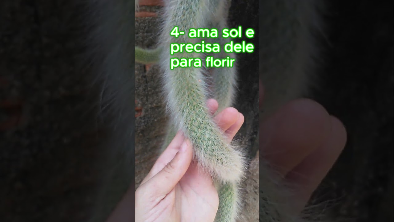 5 segredos sobre o cacto RABO DE MACACO