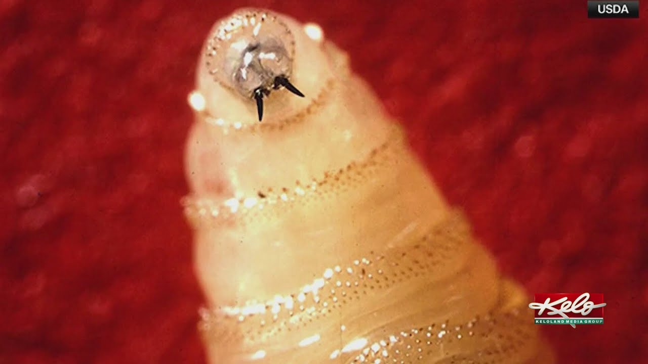 What to look out for as screwworm cases spread