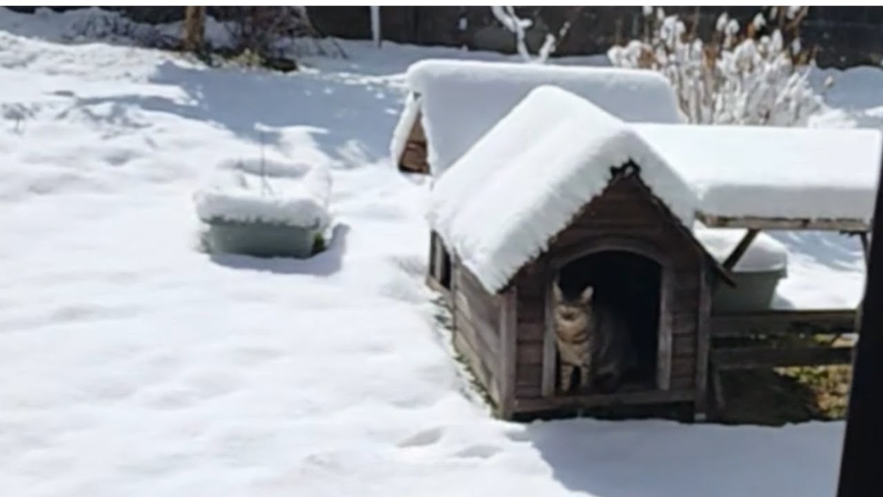 雪の中 庭で遊ぶ猫
