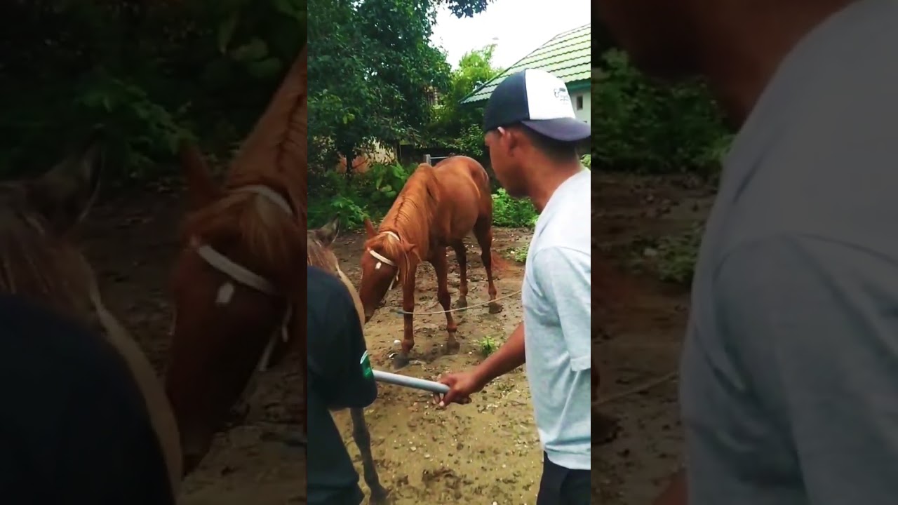 Toretto Elitte Stable #cute #art #animals #horse #cow #funny #racinghorse #kuda #horseriding