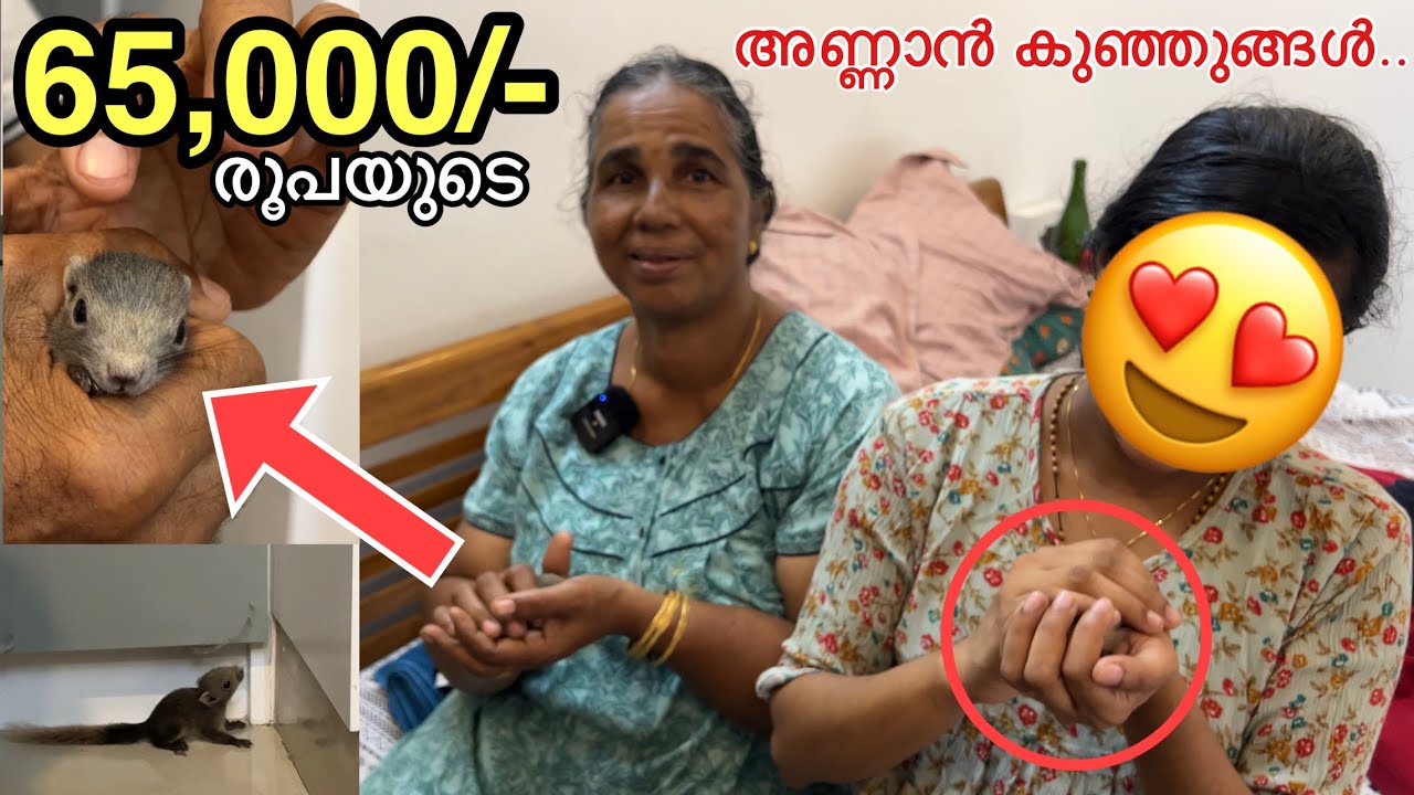 കിളിക്കൂട്ടിൽ ഉണ്ടായ അണ്ണാൻ കുഞ്ഞിന്റെ വില 65,000/- രൂപ | New born baby squirrels 😍