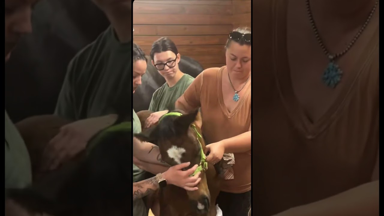 @katievanslykelife  foal Woody gets leg warps #katievanslyke