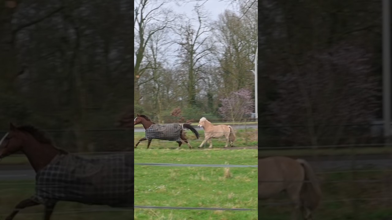 Paarden doen gek! 🤭
