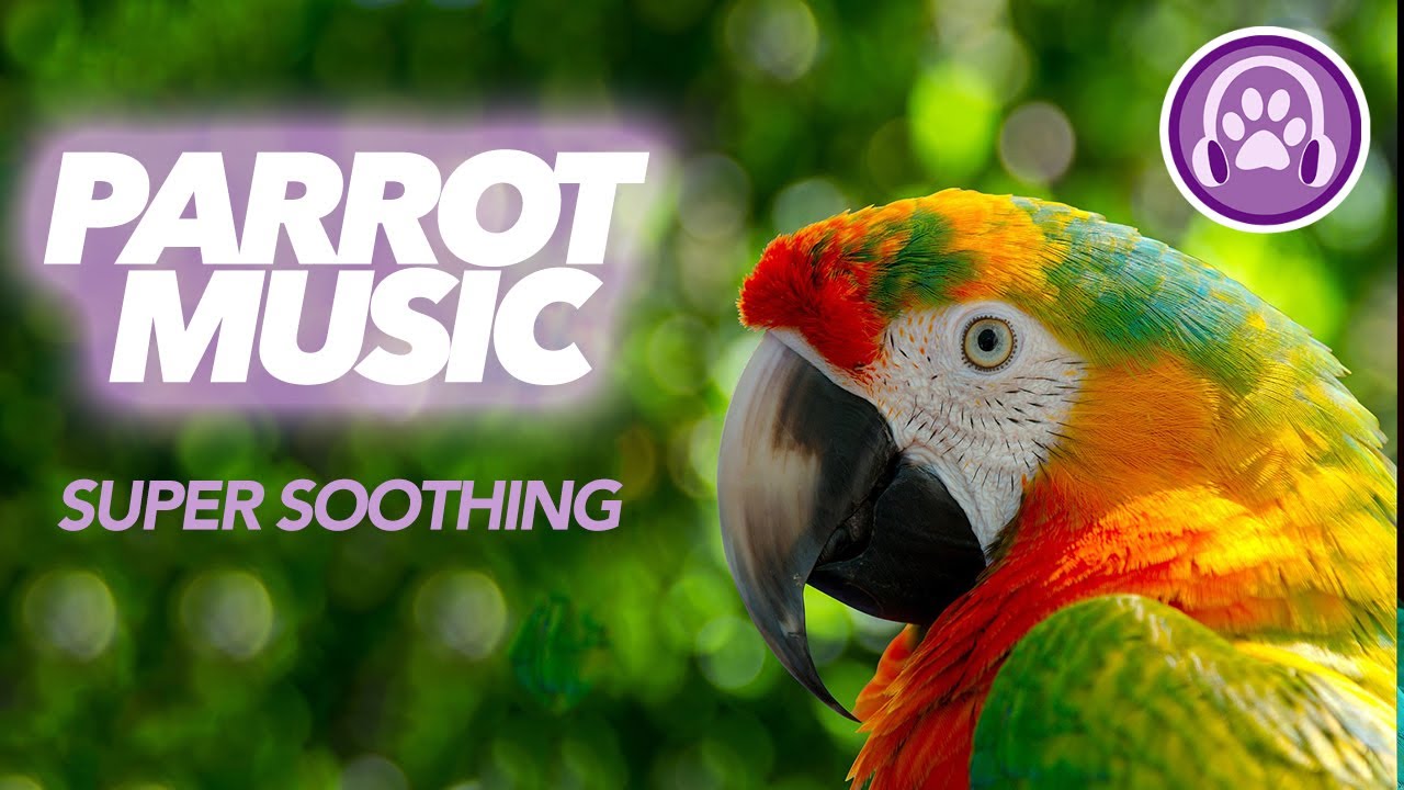 This Extra Soothing Music Will Transform Your Parrot's Life!