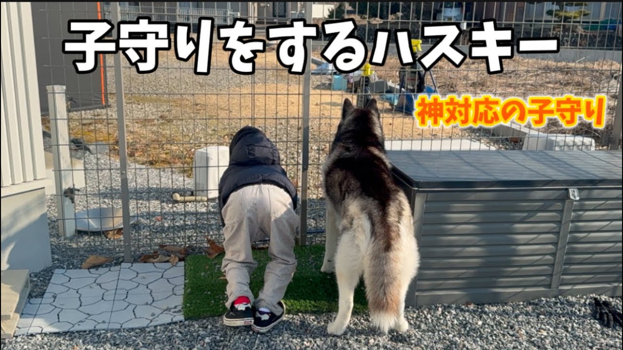 子守りを任されたハスキーの対応が神対応すぎました…