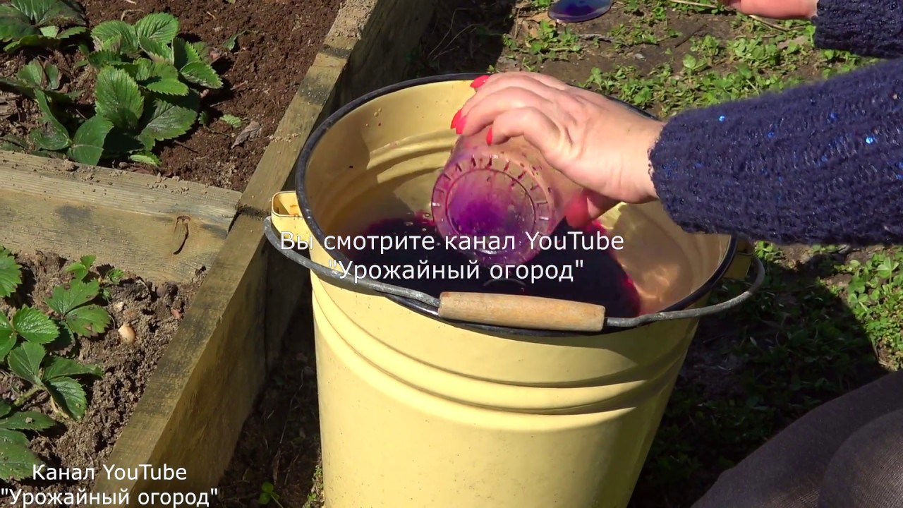 СРОЧНО ПОДКОРМИТЕ КЛУБНИКУ ЭТИМ СРЕДСТВОМ ВЕСНОЙ!В 3 РАЗА БОЛЬШЕ УРОЖАЙ!
