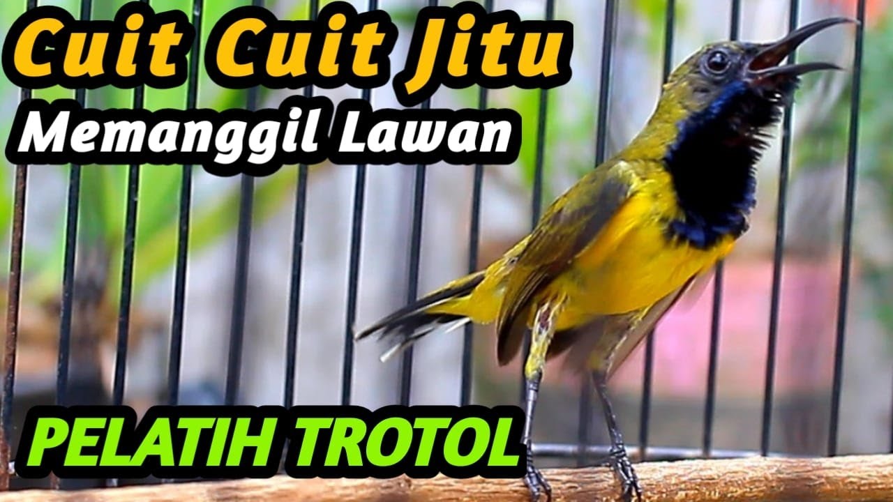 PANCINGAN EMOSI SOGON TROTOL GACOR BIAR CEPAT NGKLEPER NGALAS BONGKAR FULL ISIAN, SOGON METALIK JOSS