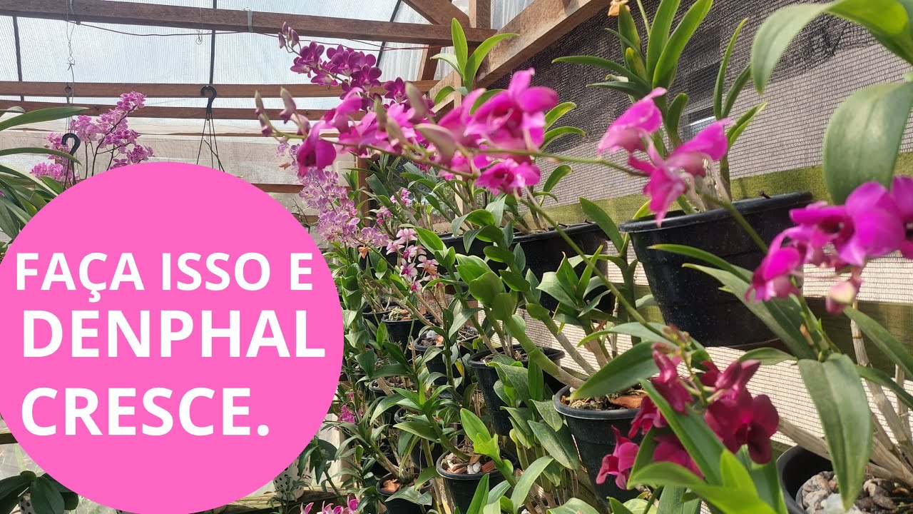 Por que a orquídea denphal não desenvolve?
