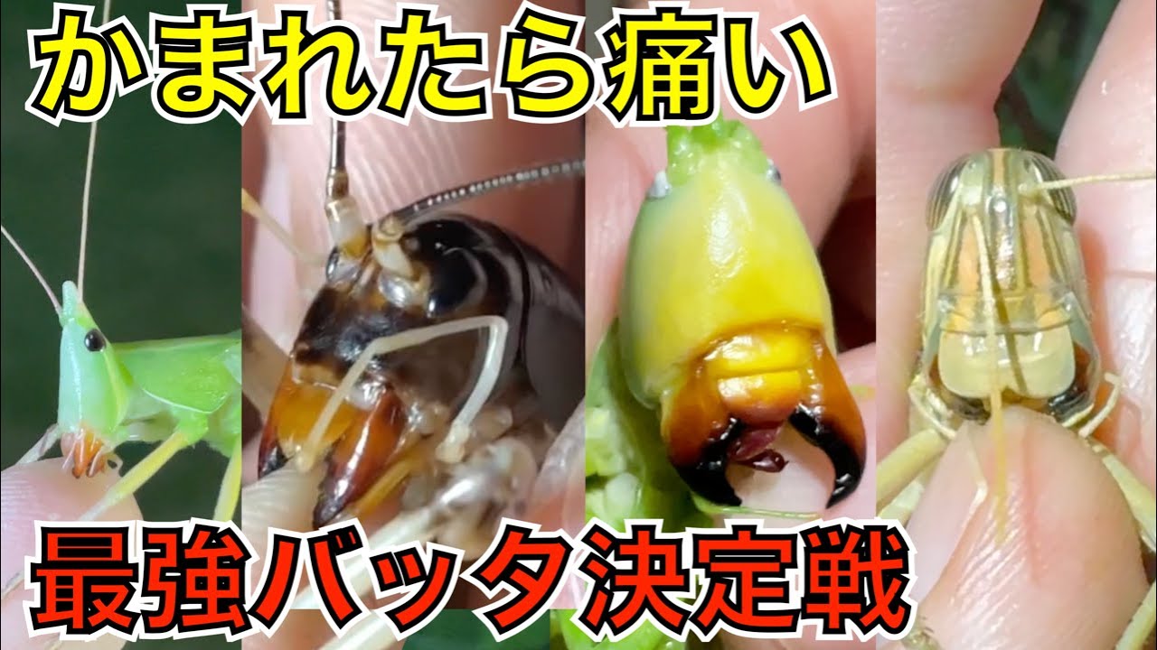 激痛！かまれると一番痛いバッタ選手権