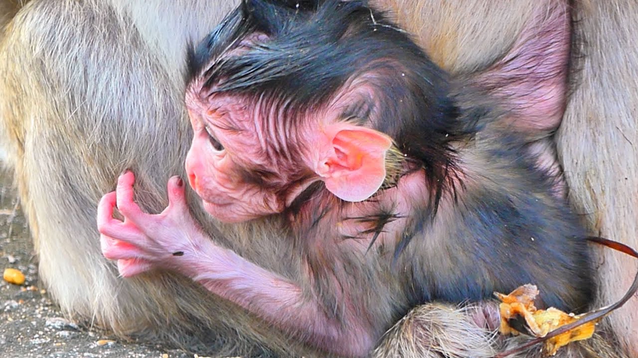 Baby Monkey Looks for Milk While Mama Eats 🐒❤️ Gentle Family Moment.