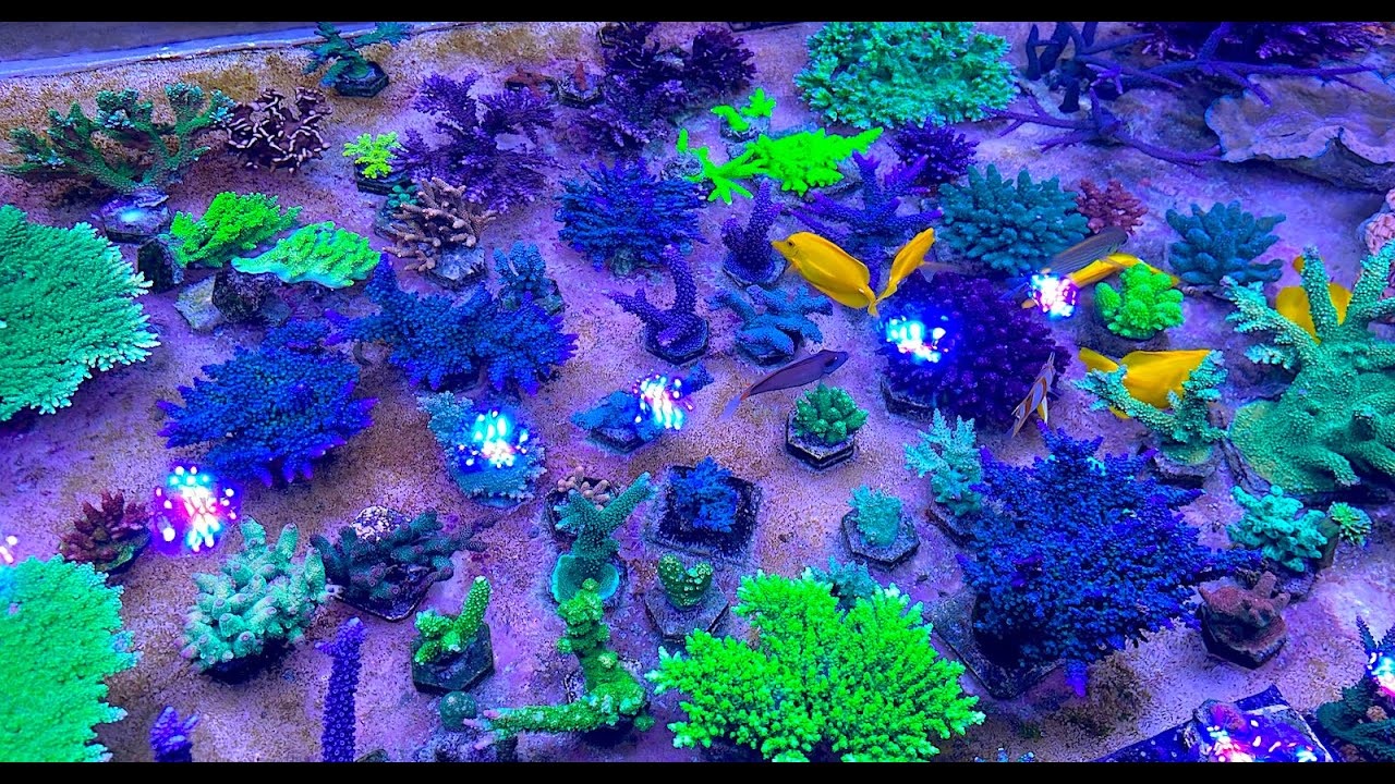 Building a Basic Coral 'Timeout' Tank & Studio Tour