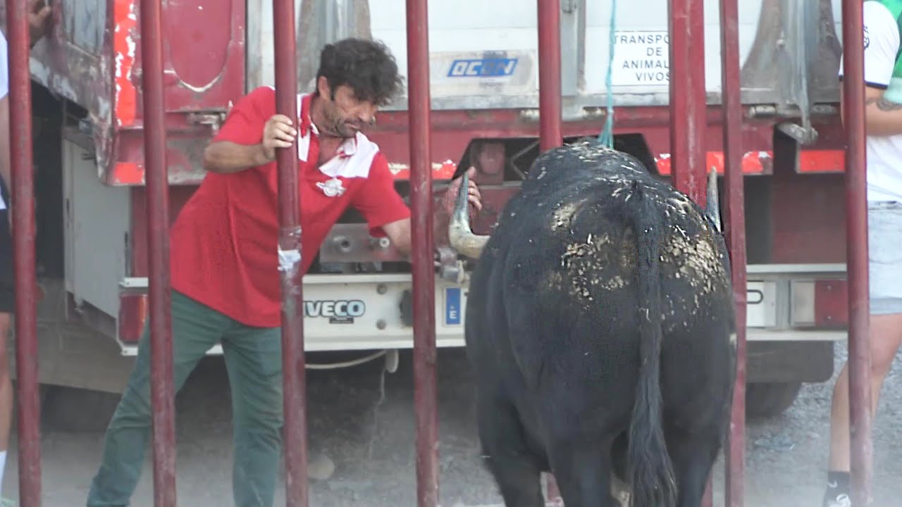 😱TOCA EL CUERNO DEL TORO! MAZUECOS (GUADALAJARA) AGOSTO 2023