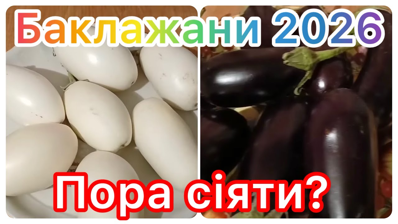 Баклажани 2026: що сіяла раніше і які баклажани вже посіяла цього року.