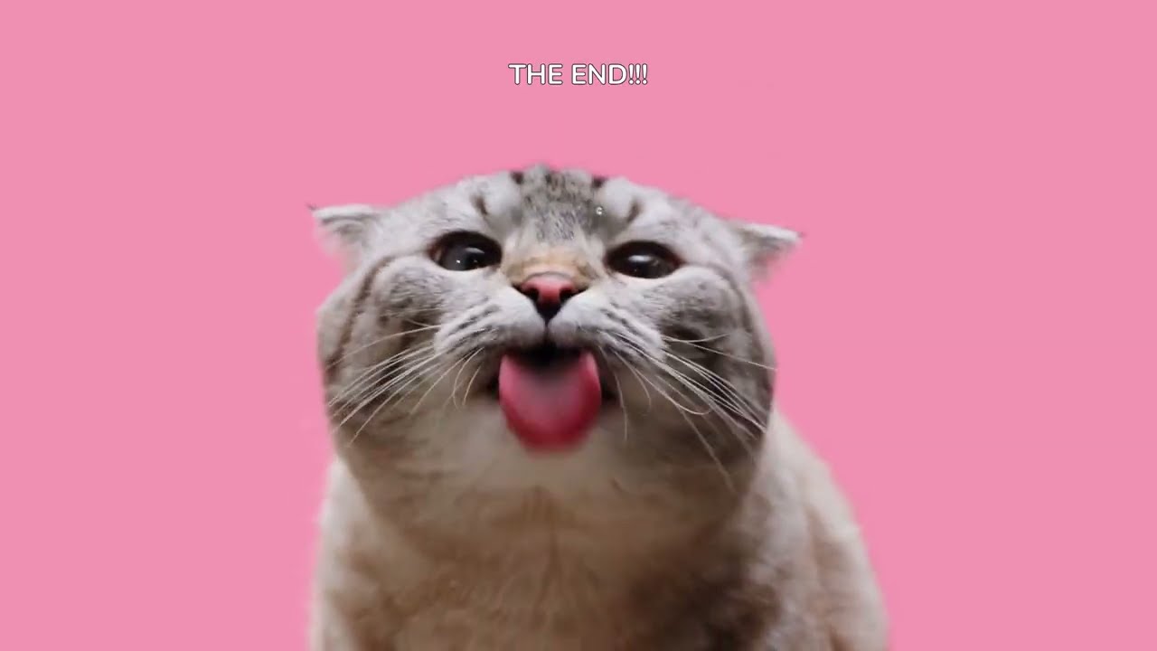 CAT-tastic Jokes!!! Funny jokes about cats!