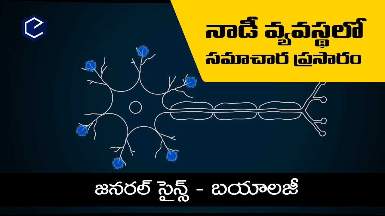 How neurons work ? in telugu #nervous system communication | General science biology in telugu