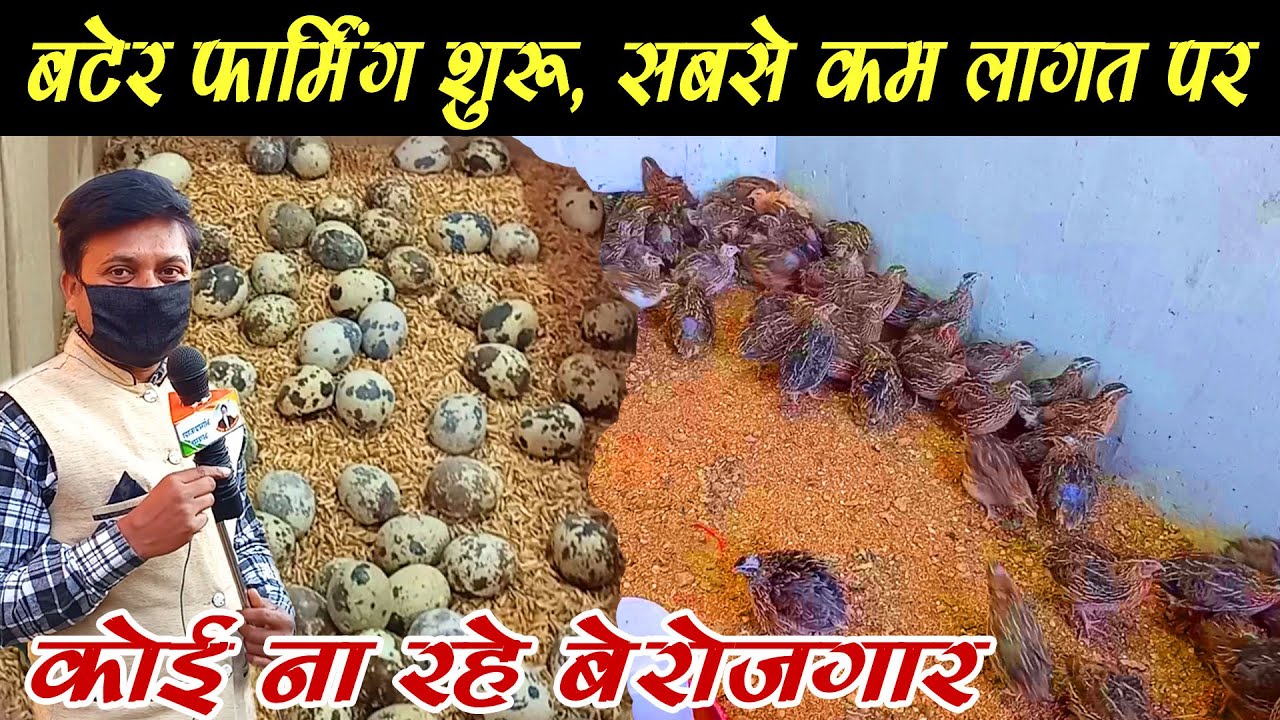 #QUAIL_FARM । बटेर पालन की पूरी जानकारी।। How to start quail farming in India । ghaghar palan