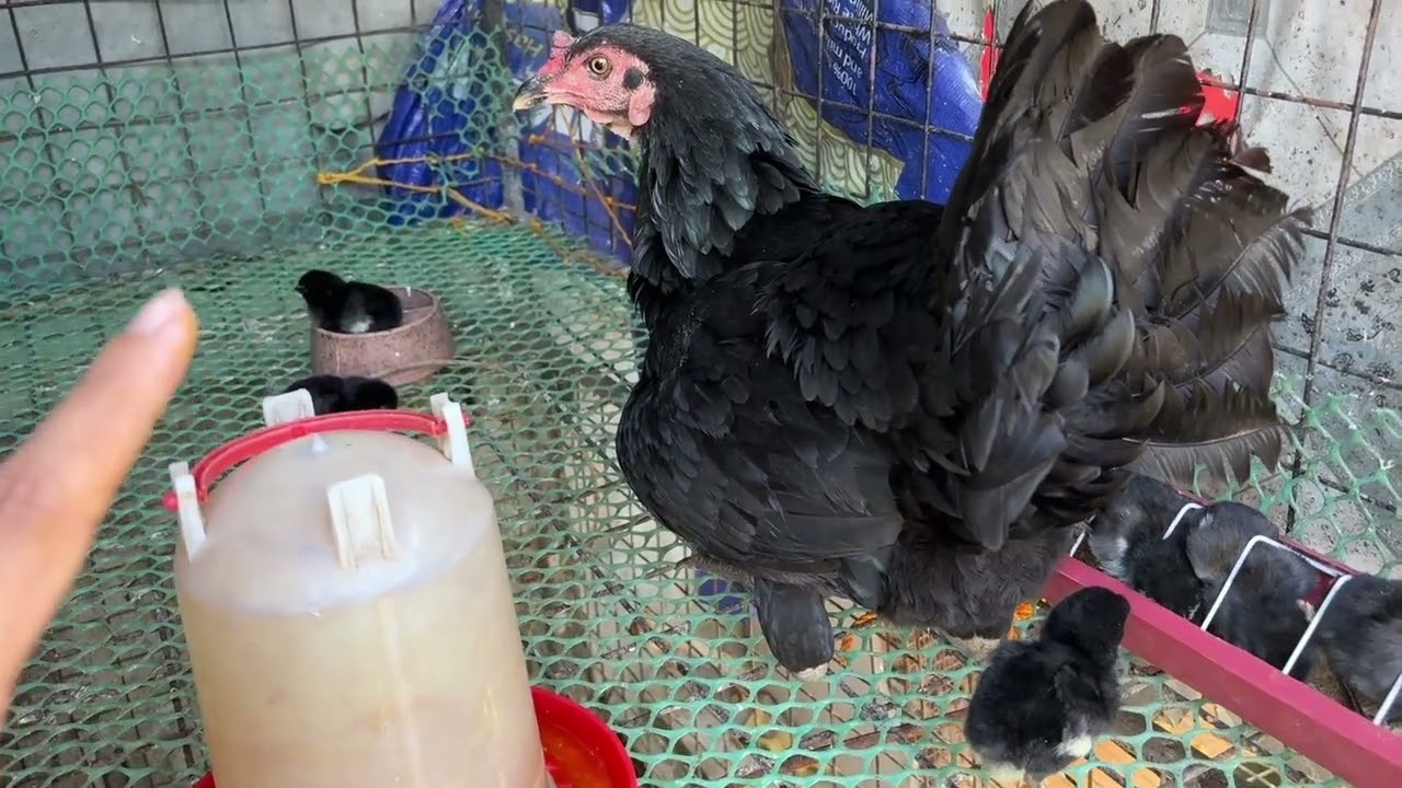 Maganda mag alaga ng Native manok kahit maliit lang bakurab
