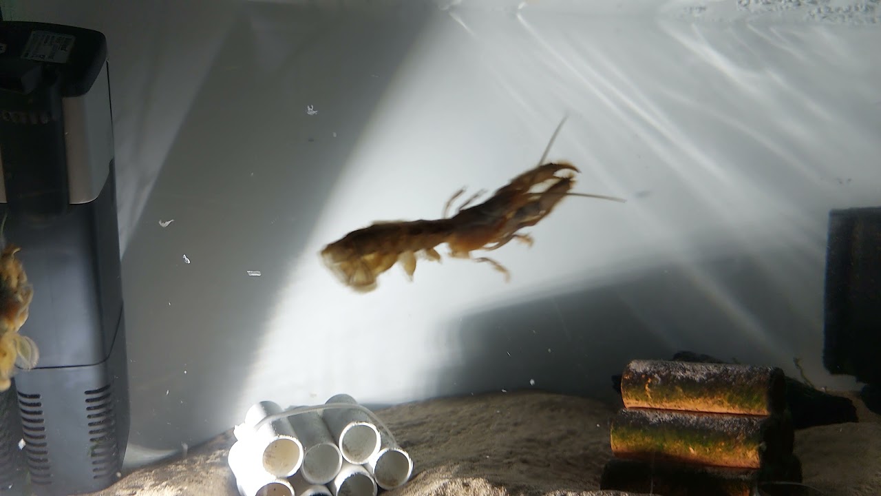 Mud Prawns Sedgefield South Africa