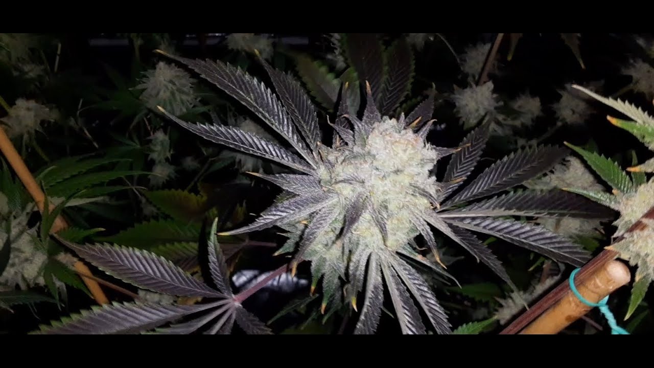 PLATINUM KUSH BREATH REMIX 🔥