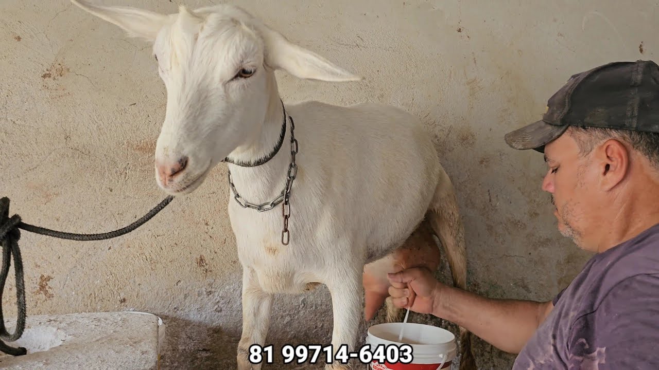 Venda de cabras leiteira no capril são rafael surubim pe