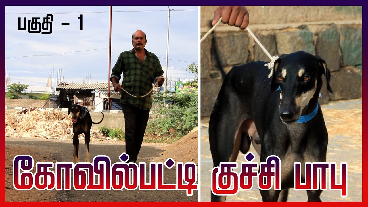 வேலுச்சாமி தேவர் கொடுத்த 32 இஞ்ச் நாய்   | Tamilarin Veera Marabu