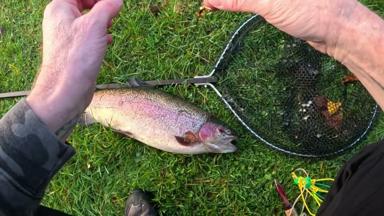 #93 : Catching Big trout at Avington Trout Fishery