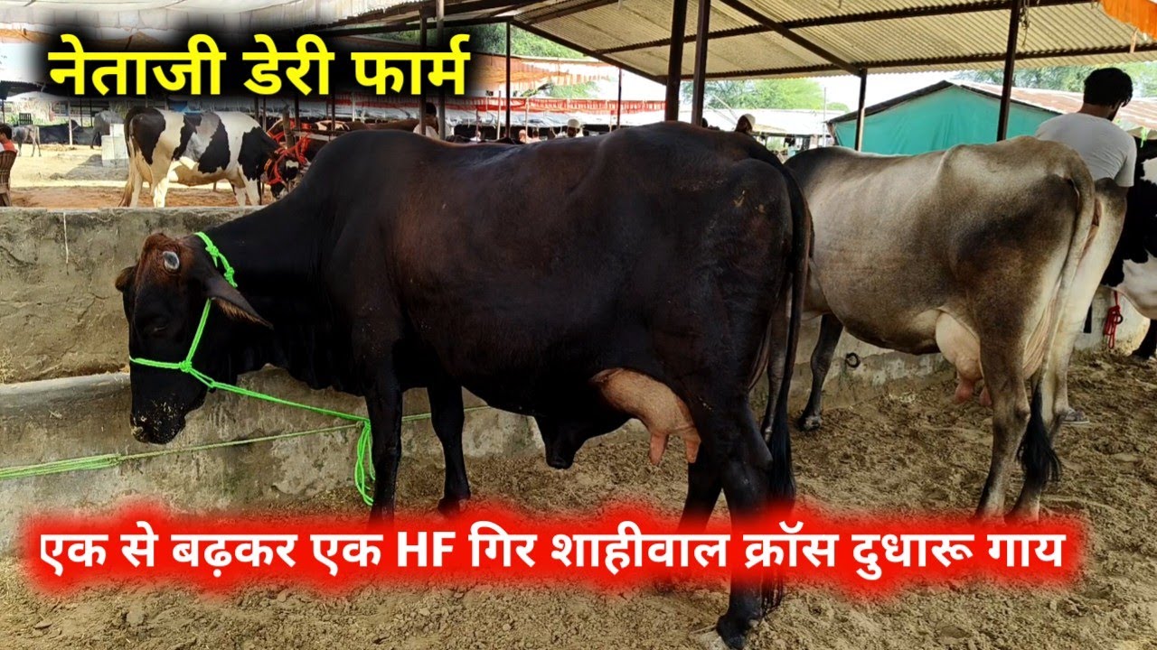दुधारू गाय खरीदे | जयपुर पशु मंडी शानदार गाय | नेताजी डेरी फार्म  jaipur Pashu hatwada 11 October 25