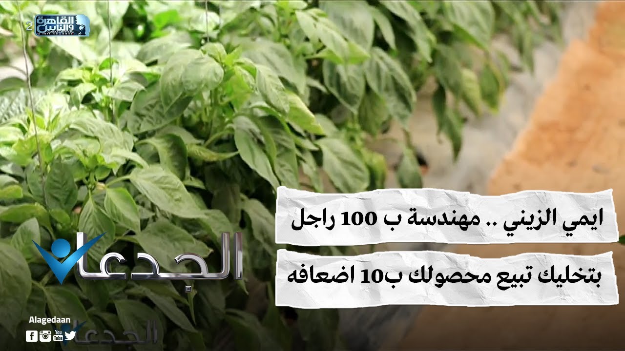 ايمي الزيني .. مهندسة ب ١٠٠ راجل .. بتخليك تبيع محصولك ب١٠ اضعافه