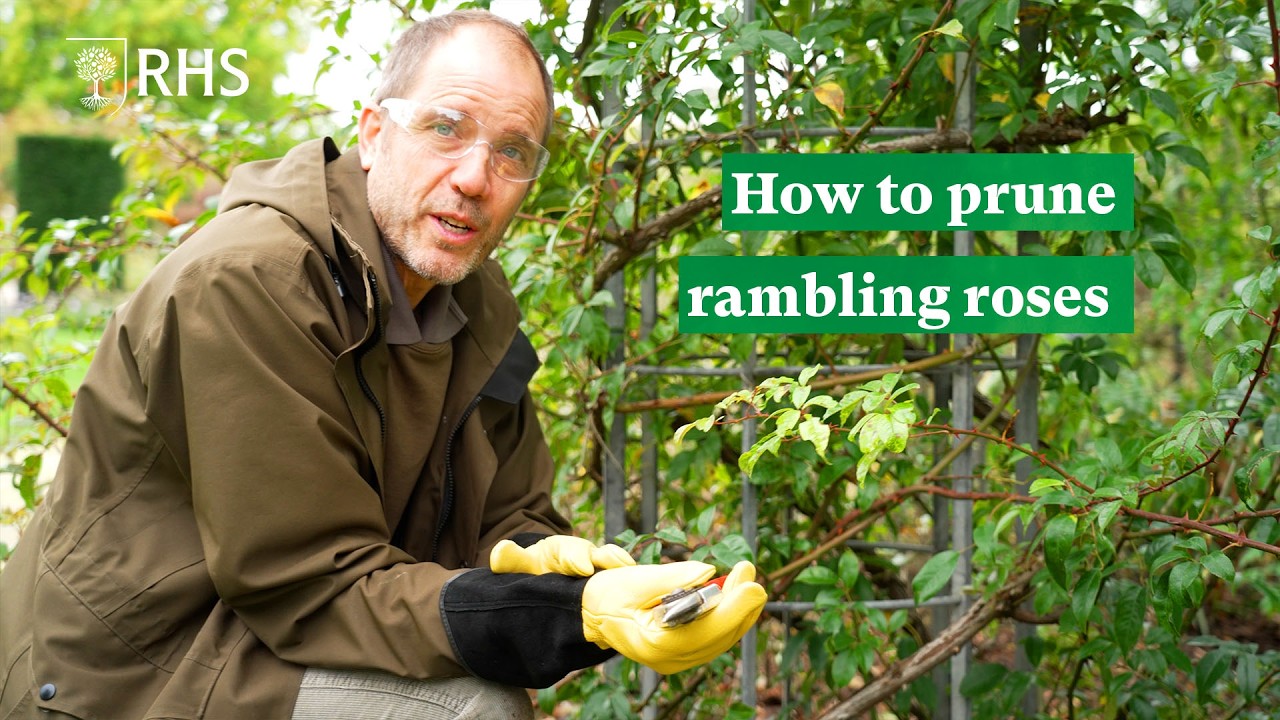 How to prune rambling roses | The RHS